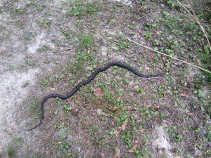 Hognose snake